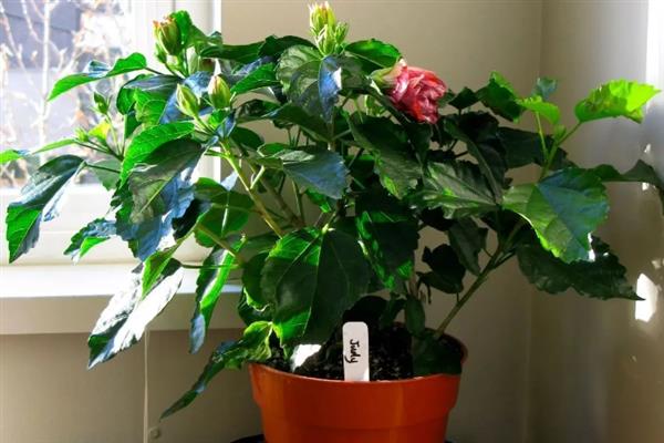 扶桑花叶子发黄的原因，水分过多或过少均会导致