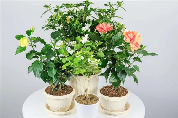 扶桑花叶子发黄的原因，水分过多或过少均会导致