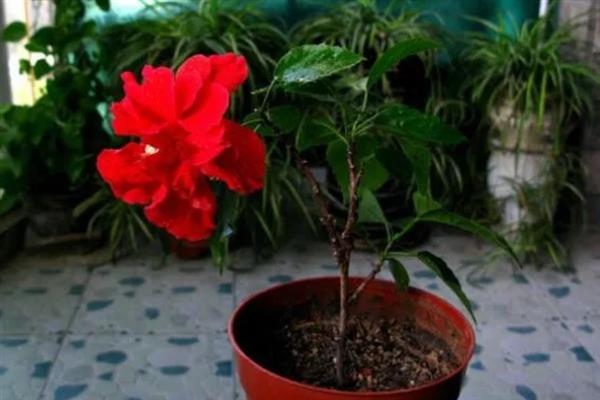 扶桑花叶子发黄的原因，水分过多或过少均会导致