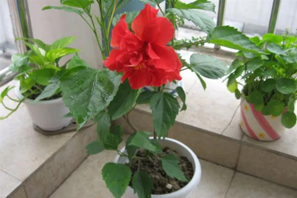 扶桑花叶子发黄的原因，水分过多或过少均会导致