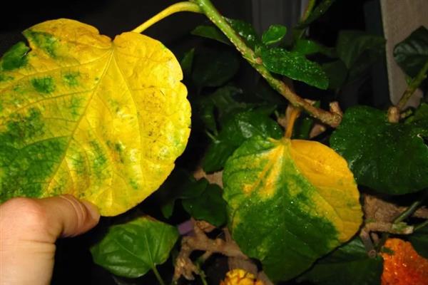 扶桑花叶子发黄的原因，水分过多或过少均会导致