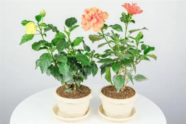 扶桑花叶子发黄的原因，水分过多或过少均会导致