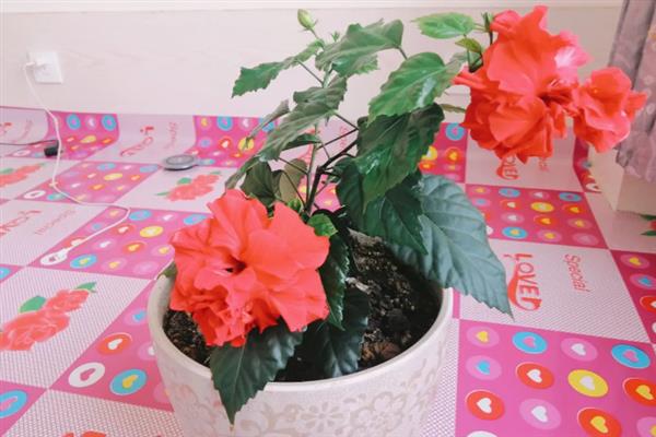 扶桑花叶子发黄的原因，水分过多或过少均会导致