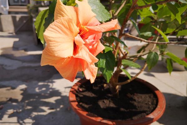 扶桑花叶子发黄的原因，水分过多或过少均会导致