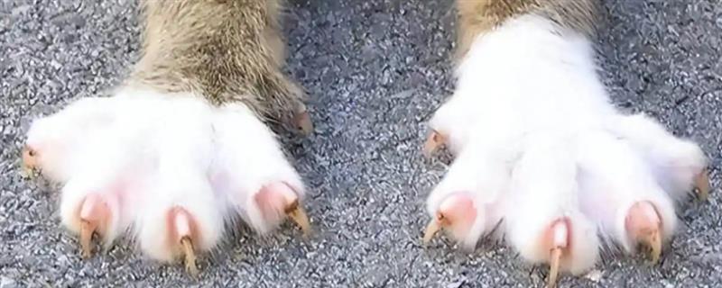 猫咪的爪子肿的原因，可能是外伤导致的