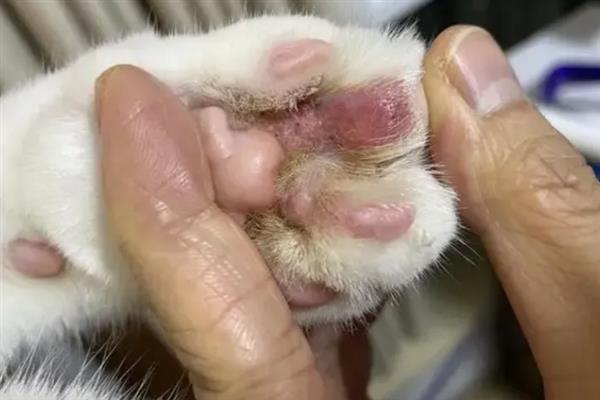 猫咪的爪子肿的原因，可能是外伤导致的