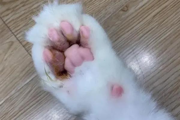 猫咪的爪子肿的原因，可能是外伤导致的