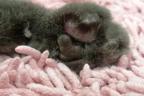 猫咪的爪子肿的原因，可能是外伤导致的