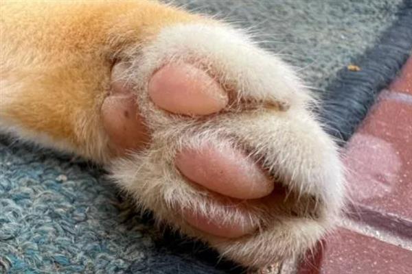 猫咪的爪子肿的原因，可能是外伤导致的