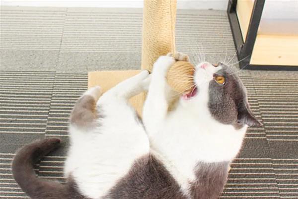 猫咪的爪子肿的原因，可能是外伤导致的