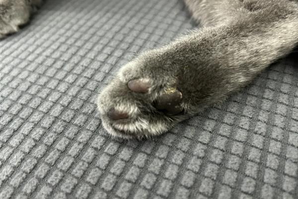 猫咪的爪子肿的原因，可能是外伤导致的