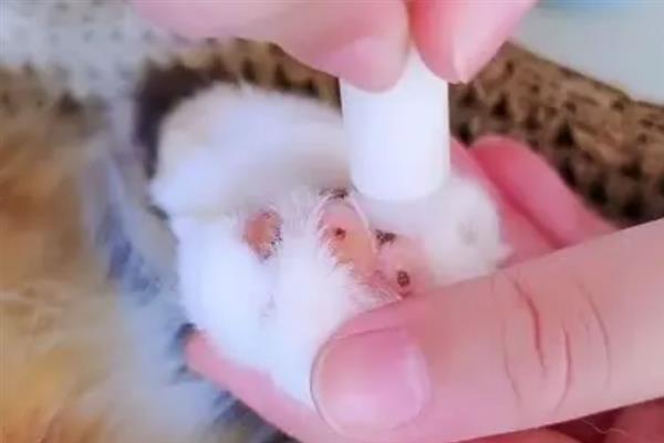猫咪的爪子肿的原因，可能是外伤导致的