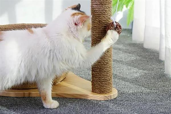 猫咪的爪子肿的原因，可能是外伤导致的