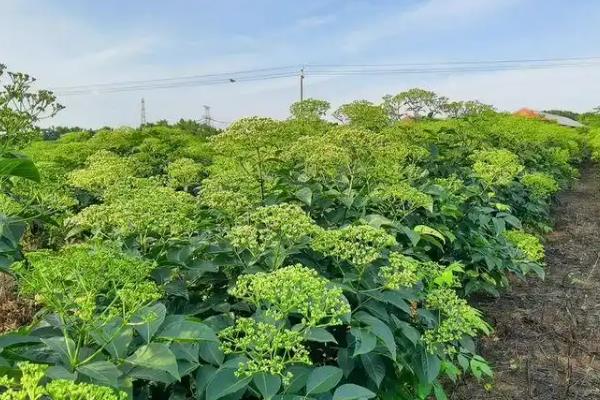 吴茱萸的种植前景，价格每年都呈递增的状态