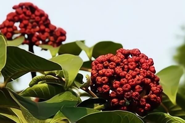 吴茱萸的种植前景，价格每年都呈递增的状态