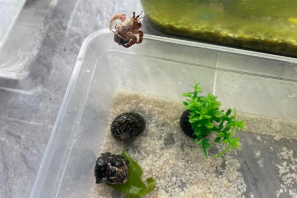 寄居蟹适合水养还是干养，不同的品种的饲养方法不同