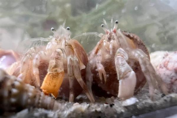 寄居蟹适合水养还是干养，不同的品种的饲养方法不同