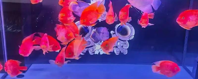 红元宝鹦鹉鱼简介，是血鹦鹉鱼的一种
