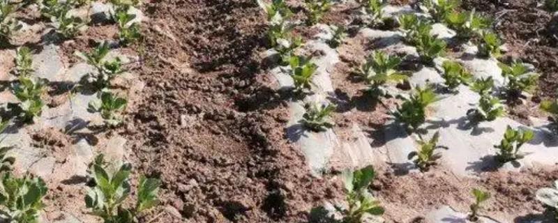 蚕豆地膜覆盖栽培技术，膜面要平展紧贴垄面土层