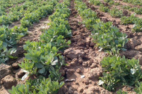 蚕豆地膜覆盖栽培技术,膜面要平展紧贴垄面土层