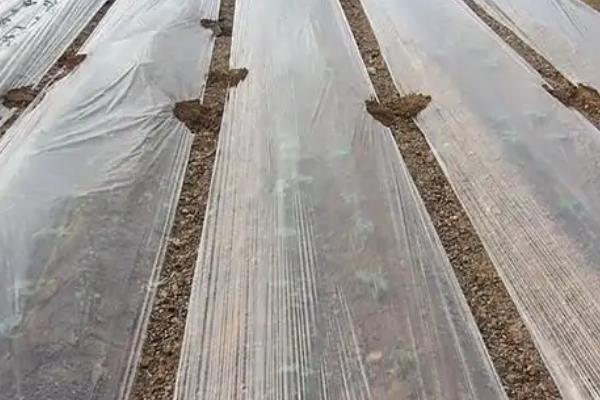 蚕豆地膜覆盖栽培技术,膜面要平展紧贴垄面土层