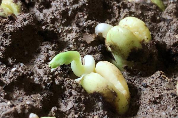 蚕豆地膜覆盖栽培技术,膜面要平展紧贴垄面土层