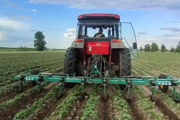 蚕豆地膜覆盖栽培技术,膜面要平展紧贴垄面土层