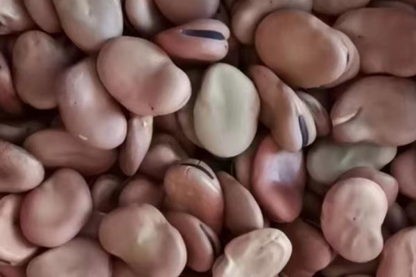 蚕豆地膜覆盖栽培技术,膜面要平展紧贴垄面土层