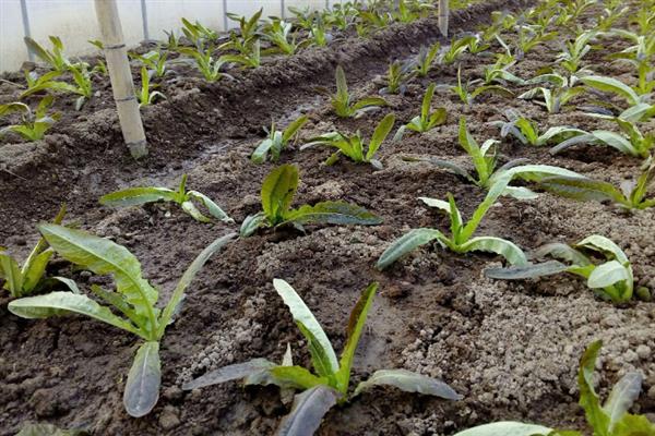 莴笋种子泡种要多久，泡种需要6-7个小时