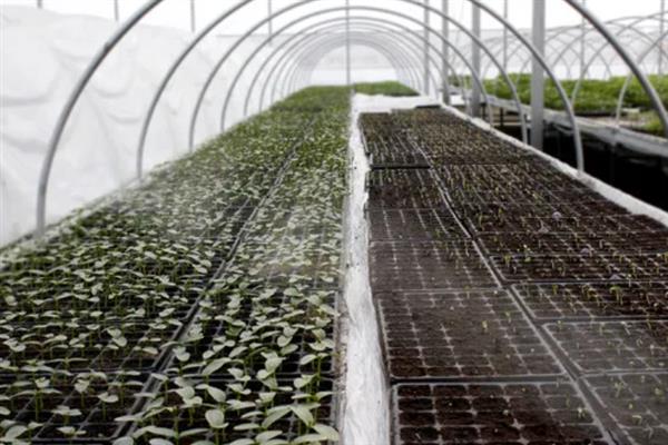 莴笋种子泡种要多久，泡种需要6-7个小时