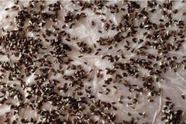 莴笋种子泡种要多久，泡种需要6-7个小时