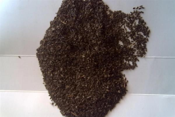 莴笋种子泡种要多久，泡种需要6-7个小时