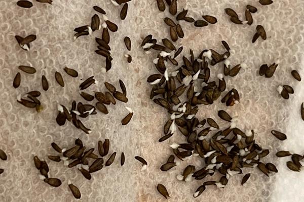 莴笋种子泡种要多久，泡种需要6-7个小时