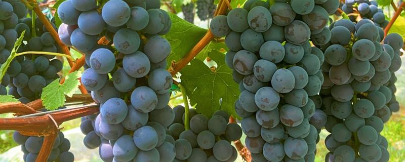 什么品种的黑葡萄好吃,推荐夏黑葡萄、长野紫等