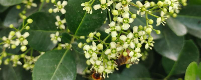 冬青的花语,寓意朴素正直、生机勃勃等