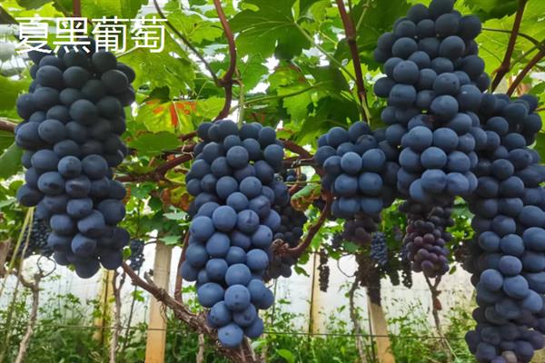 什么品种的黑葡萄好吃，推荐夏黑葡萄、长野紫等