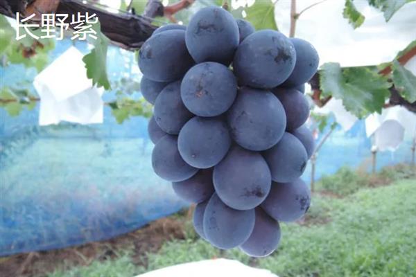 什么品种的黑葡萄好吃，推荐夏黑葡萄、长野紫等