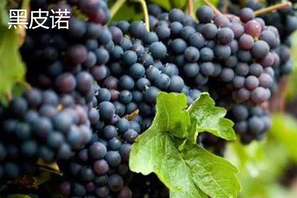 什么品种的黑葡萄好吃，推荐夏黑葡萄、长野紫等
