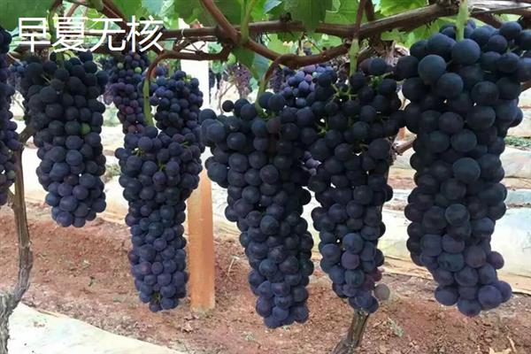 什么品种的黑葡萄好吃，推荐夏黑葡萄、长野紫等