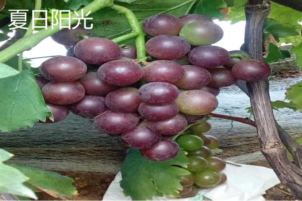 什么品种的黑葡萄好吃，推荐夏黑葡萄、长野紫等
