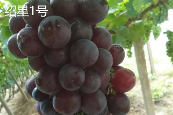 什么品种的黑葡萄好吃，推荐夏黑葡萄、长野紫等