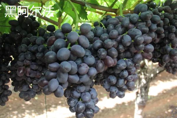 什么品种的黑葡萄好吃，推荐夏黑葡萄、长野紫等