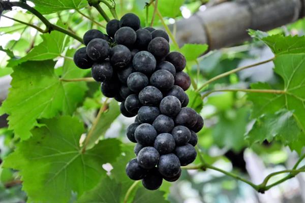什么品种的黑葡萄好吃，推荐夏黑葡萄、长野紫等