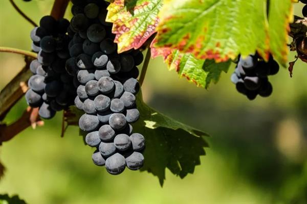什么品种的黑葡萄好吃，推荐夏黑葡萄、长野紫等