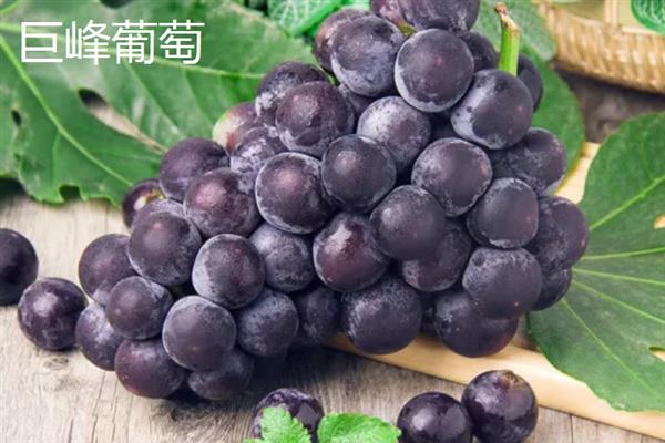 什么品种的黑葡萄好吃，推荐夏黑葡萄、长野紫等