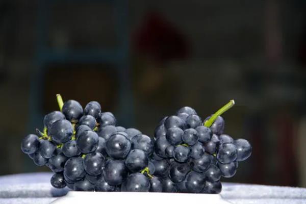什么品种的黑葡萄好吃，推荐夏黑葡萄、长野紫等