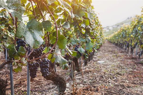 什么品种的黑葡萄好吃，推荐夏黑葡萄、长野紫等