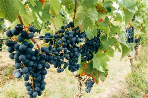 什么品种的黑葡萄好吃，推荐夏黑葡萄、长野紫等