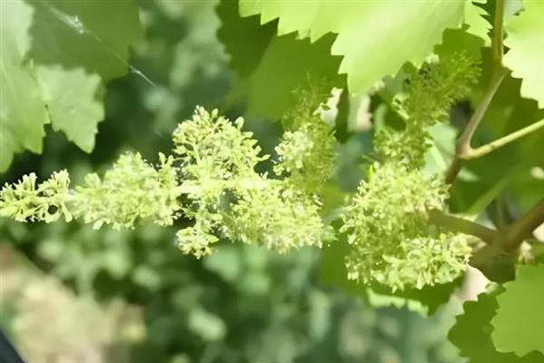 什么品种的黑葡萄好吃，推荐夏黑葡萄、长野紫等