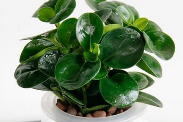 哪些植物适合水养，包含豆瓣绿、铜钱草等品种